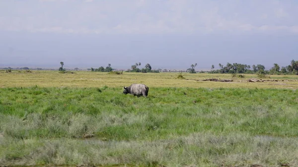 Afrika Kenya Daki Amboseli Milli Parkı Nda Bizonlar — Stok fotoğraf