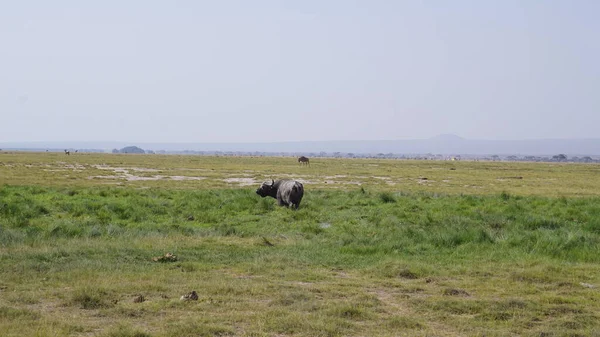 Afrika Kenya Daki Amboseli Milli Parkı Nda Bizonlar — Stok fotoğraf