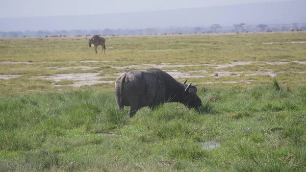 Буйвол Национальном Парке Амбосели Кении Африка — стоковое фото