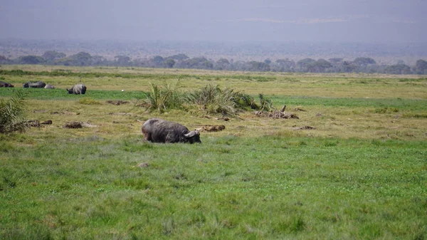 Buffle Dans Parc National Amboseli Kenya Afrique — Photo