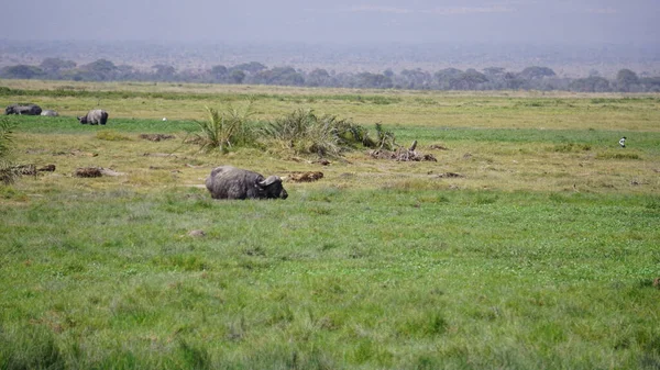 Buffalo Amboseli National Park Kenya Africa — Stock Photo, Image