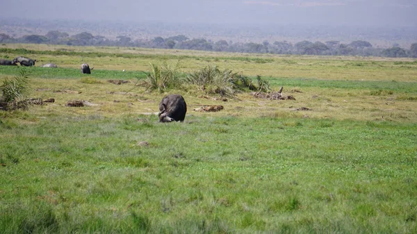 Buffel Amboseli Nationalpark Kenya Afrika — Stockfoto
