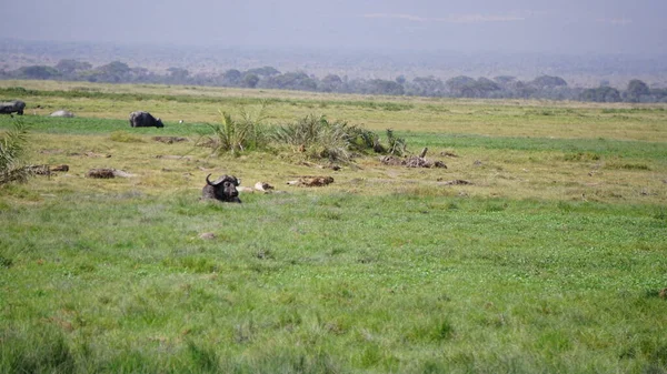 Buffalo Στο Εθνικό Πάρκο Amboseli Στην Κένυα Αφρική — Φωτογραφία Αρχείου