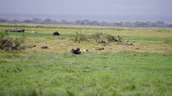 Búfalo Parque Nacional Amboseli Kenia África — Foto de Stock