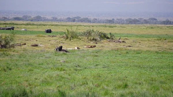 Búfalo Parque Nacional Amboseli Kenia África —  Fotos de Stock