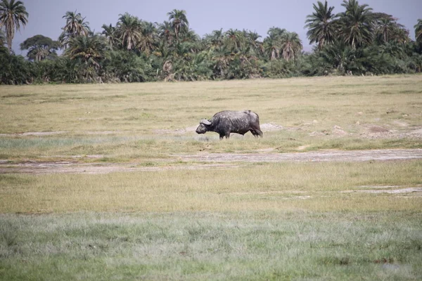 Búfalo Parque Nacional Amboseli Kenia África — Foto de Stock