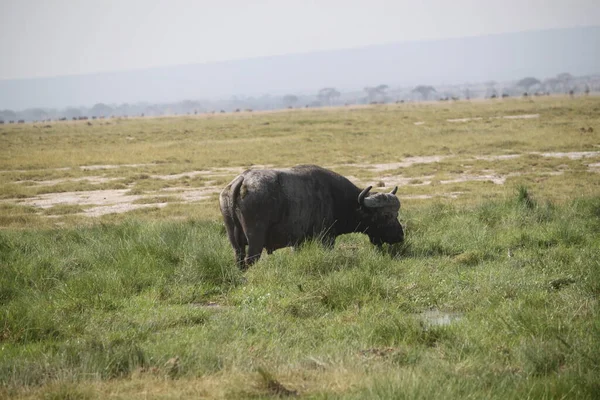 Buffle Dans Parc National Amboseli Kenya Afrique — Photo