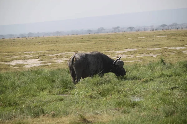 アフリカのケニアにあるアンボゼリ国立公園の水牛 — ストック写真