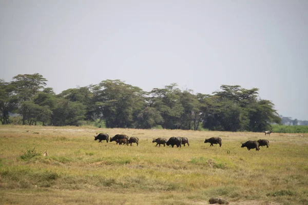 Buffalo Amboseli National Park Kenya Africa — Stock Photo, Image