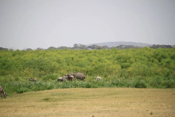 肯尼亚安博塞利国家公园的水牛 — 图库照片