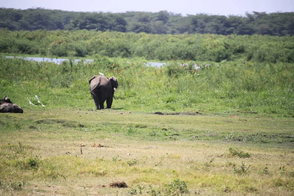 Búfalo Parque Nacional Amboseli Kenia África —  Fotos de Stock