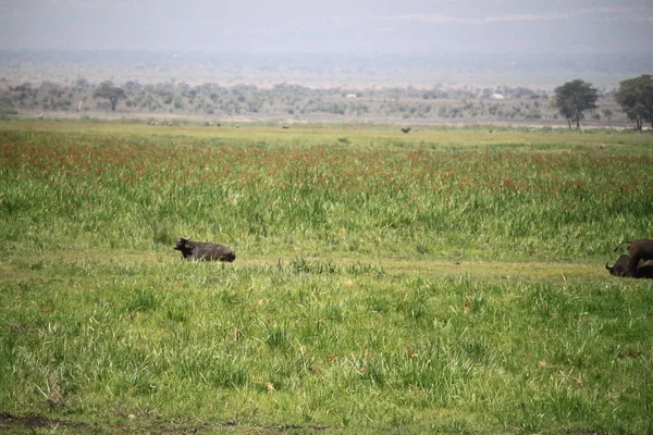 Buffalo Στο Εθνικό Πάρκο Amboseli Στην Κένυα Αφρική — Φωτογραφία Αρχείου