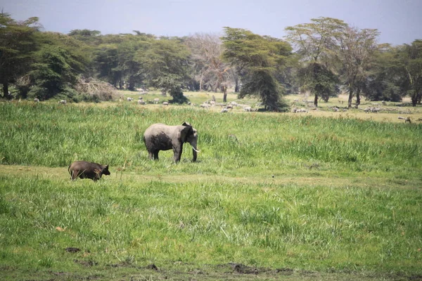 Búfalo Parque Nacional Amboseli Kenia África — Foto de Stock