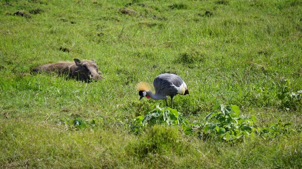 Afrika, Kenya 'daki Amboseli Milli Parkı' nda taçlandırılmış vinç