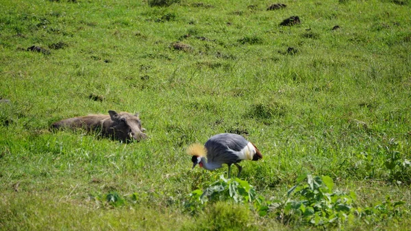 Afrika, Kenya 'daki Amboseli Milli Parkı' nda taçlandırılmış vinç
