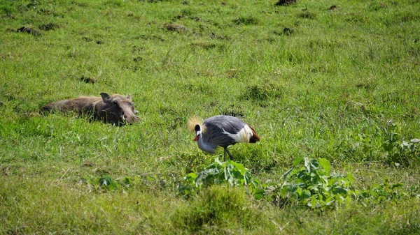 ケニアのアンボゼリ国立公園 アフリカの冠鶴 — ストック写真