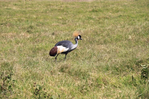 Grúa Coronada Parque Nacional Amboseli Kenia África — Foto de Stock