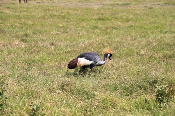 Gru Incoronata Nel Parco Nazionale Amboseli Kenya Africa — Foto Stock