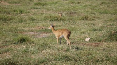 Kenya, Afrika 'daki Amboseli Milli Parkı' nda impalalar ve ceylanlar