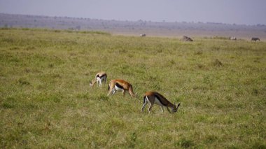 Kenya, Afrika 'daki Amboseli Milli Parkı' nda impalalar ve ceylanlar
