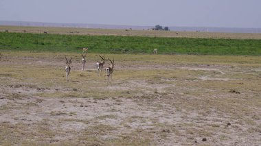 Kenya, Afrika 'daki Amboseli Milli Parkı' nda impalalar ve ceylanlar