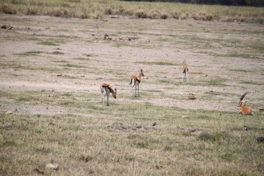 Kenya, Afrika 'daki Amboseli Milli Parkı' nda impalalar ve ceylanlar