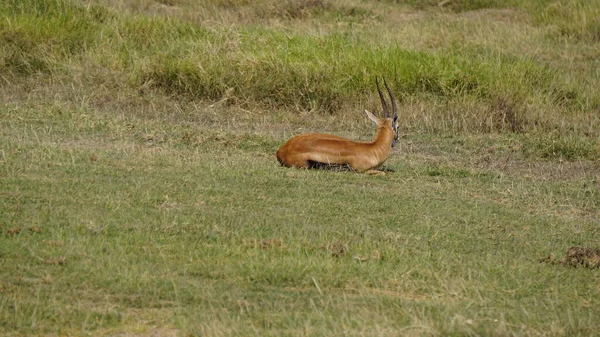 Impalas Gacelas Parque Nacional Amboseli Kenia África — Foto de Stock