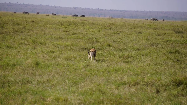 Impalas Und Gazellen Amboseli Nationalpark Kenia Afrika — Stockfoto