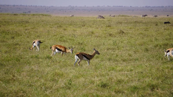 Impalas Und Gazellen Amboseli Nationalpark Kenia Afrika — Stockfoto