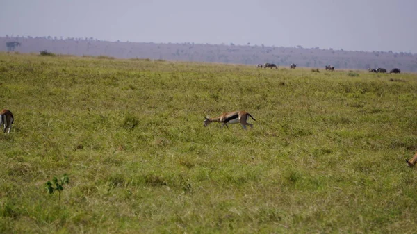 Impalas Und Gazellen Amboseli Nationalpark Kenia Afrika — Stockfoto