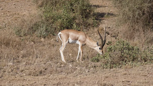 Impala Gazzelle Nel Parco Nazionale Amboseli Kenya Africa — Foto Stock