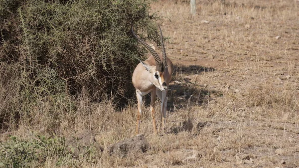 Impala Gazzelle Nel Parco Nazionale Amboseli Kenya Africa — Foto Stock