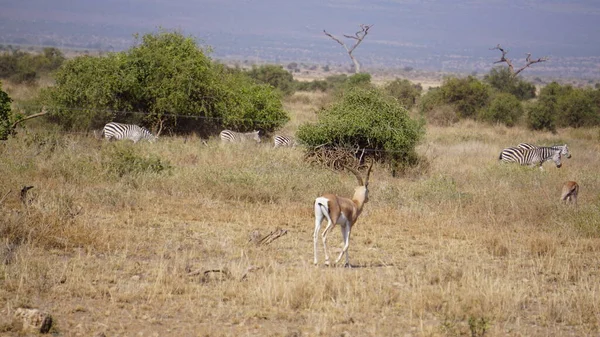 Impalas Gazelles Dans Parc National Amboseli Kenya Afrique — Photo