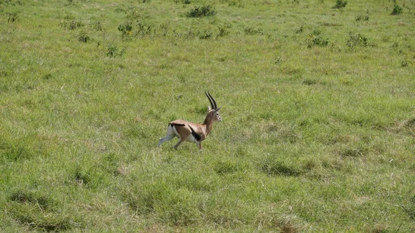 Impalas Gazelles Amboseli National Park Kenya Africa — Stock Photo, Image