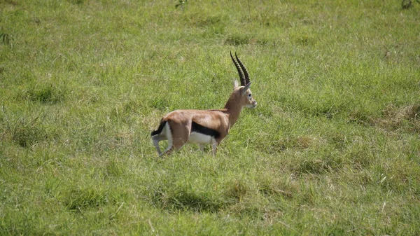 Impala Gazzelle Nel Parco Nazionale Amboseli Kenya Africa — Foto Stock