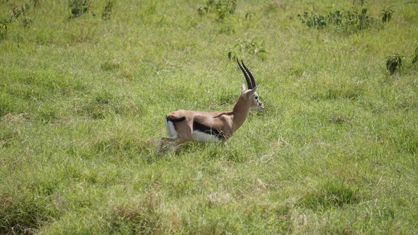 Impala Gazzelle Nel Parco Nazionale Amboseli Kenya Africa — Foto Stock