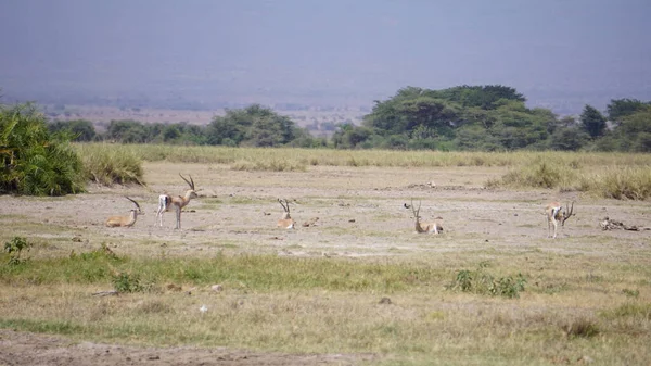 Impalas Gacelas Parque Nacional Amboseli Kenia África — Foto de Stock
