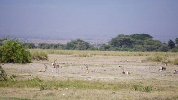 ケニアのアンボゼリ国立公園にある — ストック写真