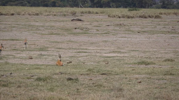 Impalas Gacelas Parque Nacional Amboseli Kenia África — Foto de Stock