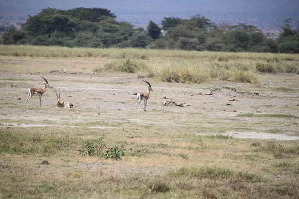 Ιμπάλα Και Γαζέλες Στο Εθνικό Πάρκο Amboseli Στην Κένυα Αφρική — Φωτογραφία Αρχείου