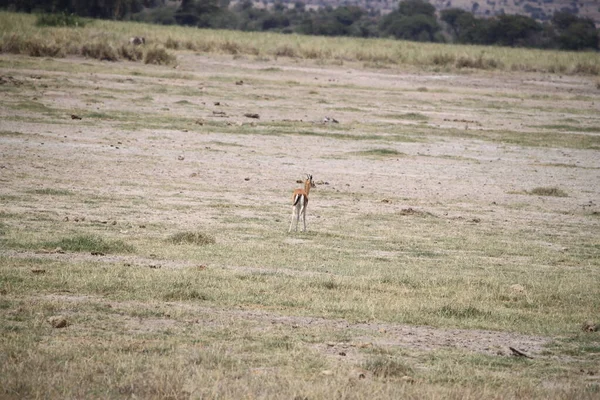 Impala Gazellen Het Nationaal Park Amboseli Kenia Afrika — Stockfoto