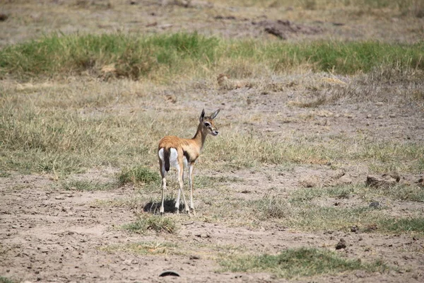Impala Gazzelle Nel Parco Nazionale Amboseli Kenya Africa — Foto Stock