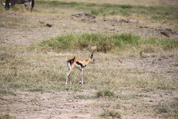 Impalas Und Gazellen Amboseli Nationalpark Kenia Afrika — Stockfoto