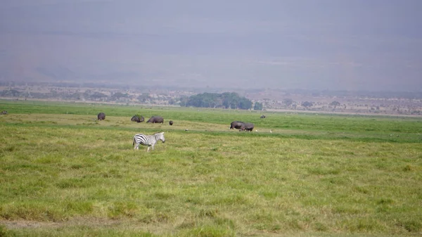 Zebras Parque Nacional Amboseli Quênia África — Fotografia de Stock