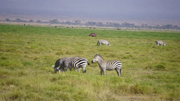 Zebra Amboseli National Park Kenia Afrika — Stockfoto