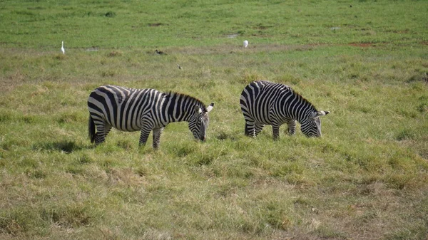 Zebras Parque Nacional Amboseli Quênia África — Fotografia de Stock