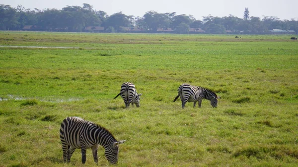 Zebras Parque Nacional Amboseli Quênia África — Fotografia de Stock