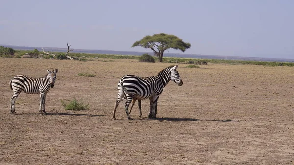 Zebry Národním Parku Amboseli Keni Afrika — Stock fotografie