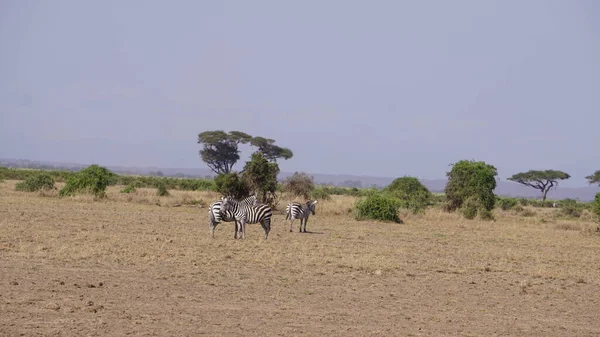 Зебры Национальном Парке Амбосели Кении Африка — стоковое фото