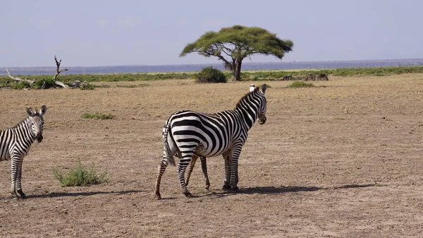 Zèbres Dans Parc National Amboseli Kenya Afrique — Photo